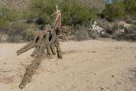 PICTURES/Goldfield Ovens Loop Trail/t_Interesting Saguaro.JPG